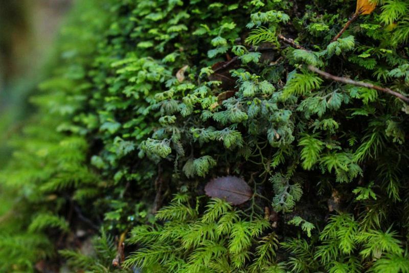 Cabanas Bosque Milenario Coñaripe Zewnętrze zdjęcie