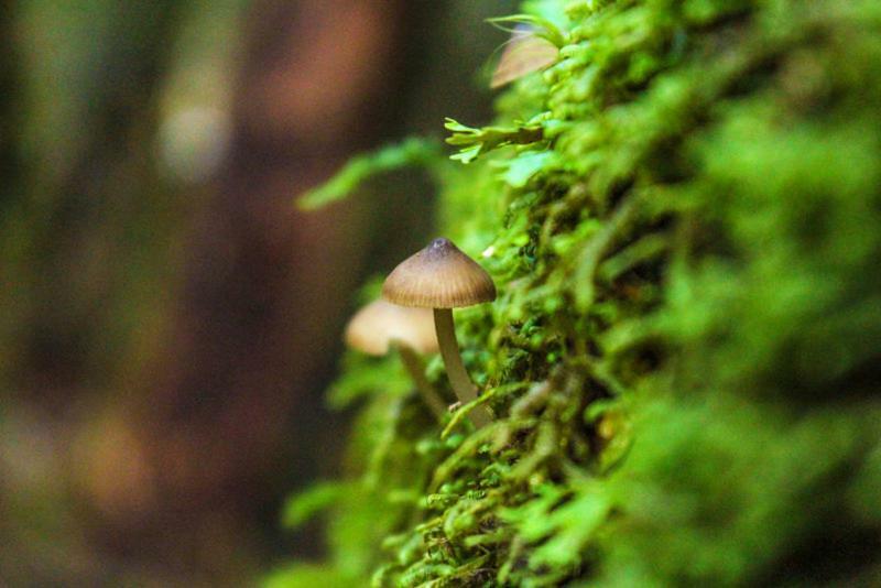 Cabanas Bosque Milenario Coñaripe Zewnętrze zdjęcie